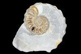 Cut/Polished Calycoceras Ammonite (Half) - Texas #93548-2